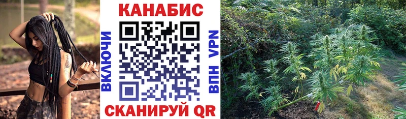 Конопля планчик  Купить закладки  Кингисепп 
